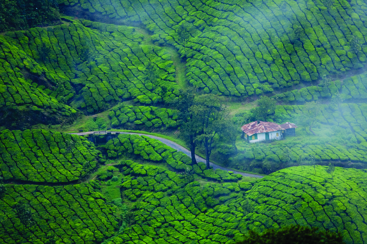 munnar-4769654_1280